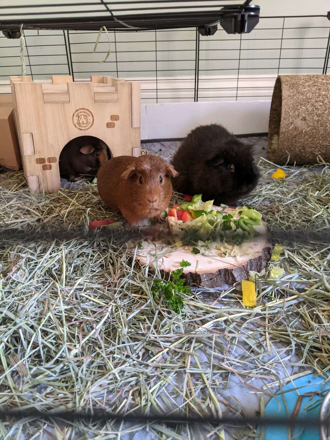 Customer photo review of GuineaDad Queen's Castle
