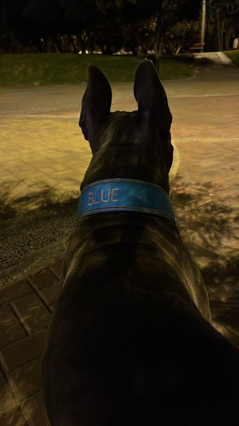 Customer photo review of 5cm RR Collar | Soft Padded & Reflective | Series 2 - Turquoise