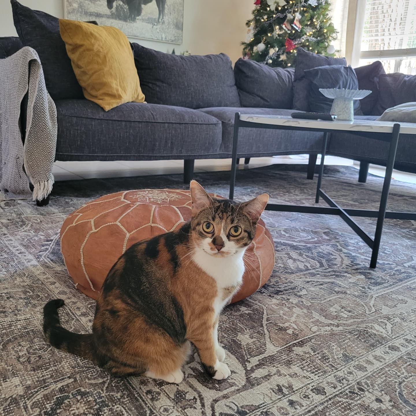 Customer photo review of Distressed Vintage Kendra Ash Area Rug