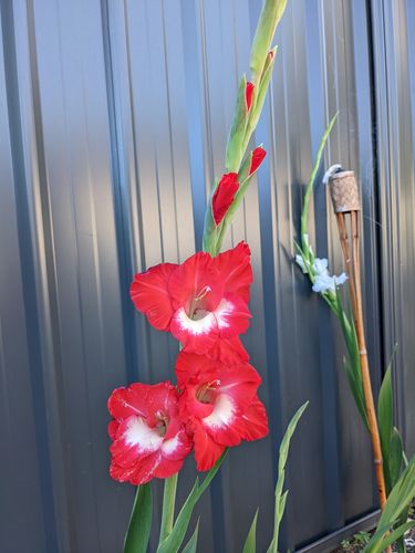 Customer photo review of Day Lilies