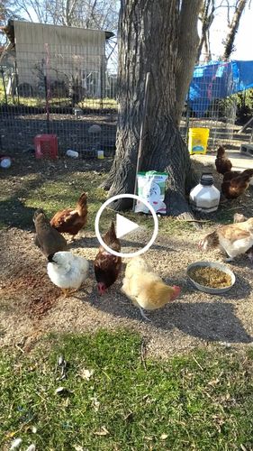 Customer video review of GrubTerra Dried Larvae