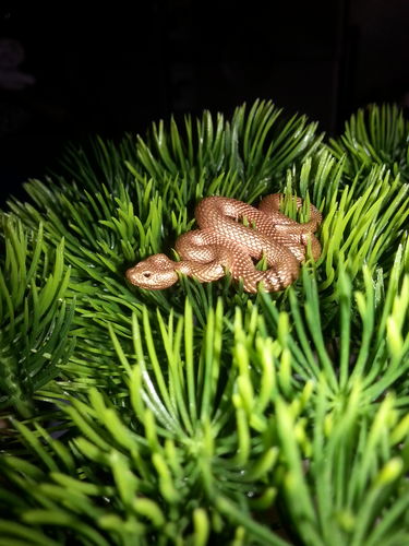 Customer photo review of Brass Snake Pendant