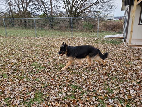 Customer photo review of Pet Tincture 500mg Isolate CBD