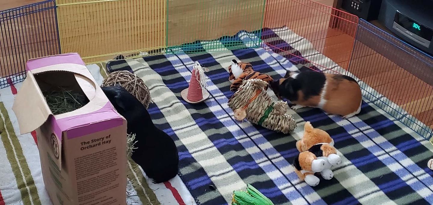 Customer photo review of GuineaDad Nourish Series - Orchard Hay for Guinea Pigs (3 Pack)