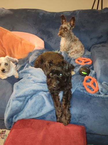 Customer photo review of Pet Tincture 500mg Isolate CBD