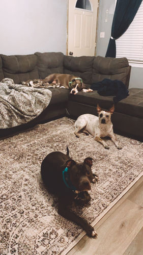 Customer photo review of Versailles Winter Gray Rug