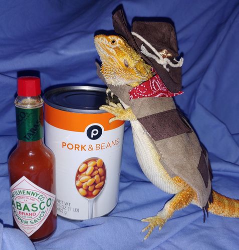 Customer photo review of GrubTerra Fresh Black Soldier Fly Larvae for Reptiles