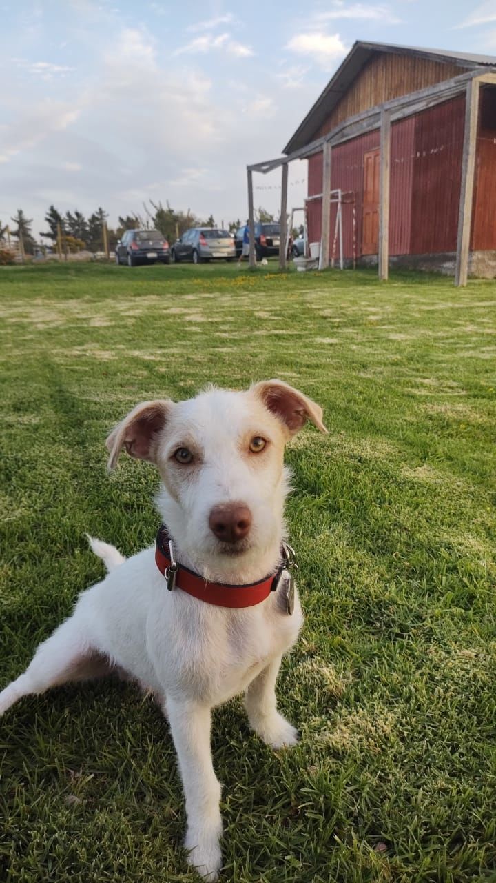 Customer photo review of Collar Duke Rojo/Negro