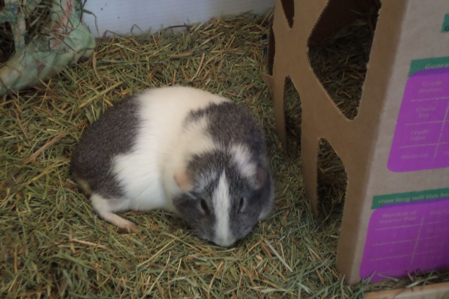 Customer photo review of GuineaDad Nourish Series - Orchard Hay for Guinea Pigs (3 Pack)