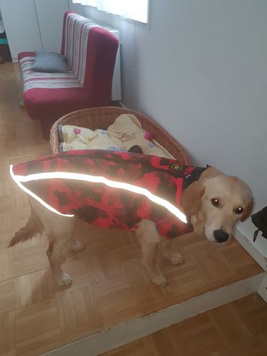 Customer photo review of Pfotenlove - Wärmender & Wasserfester Regen -und Schneeschutzmantel - Design Yellow Edition