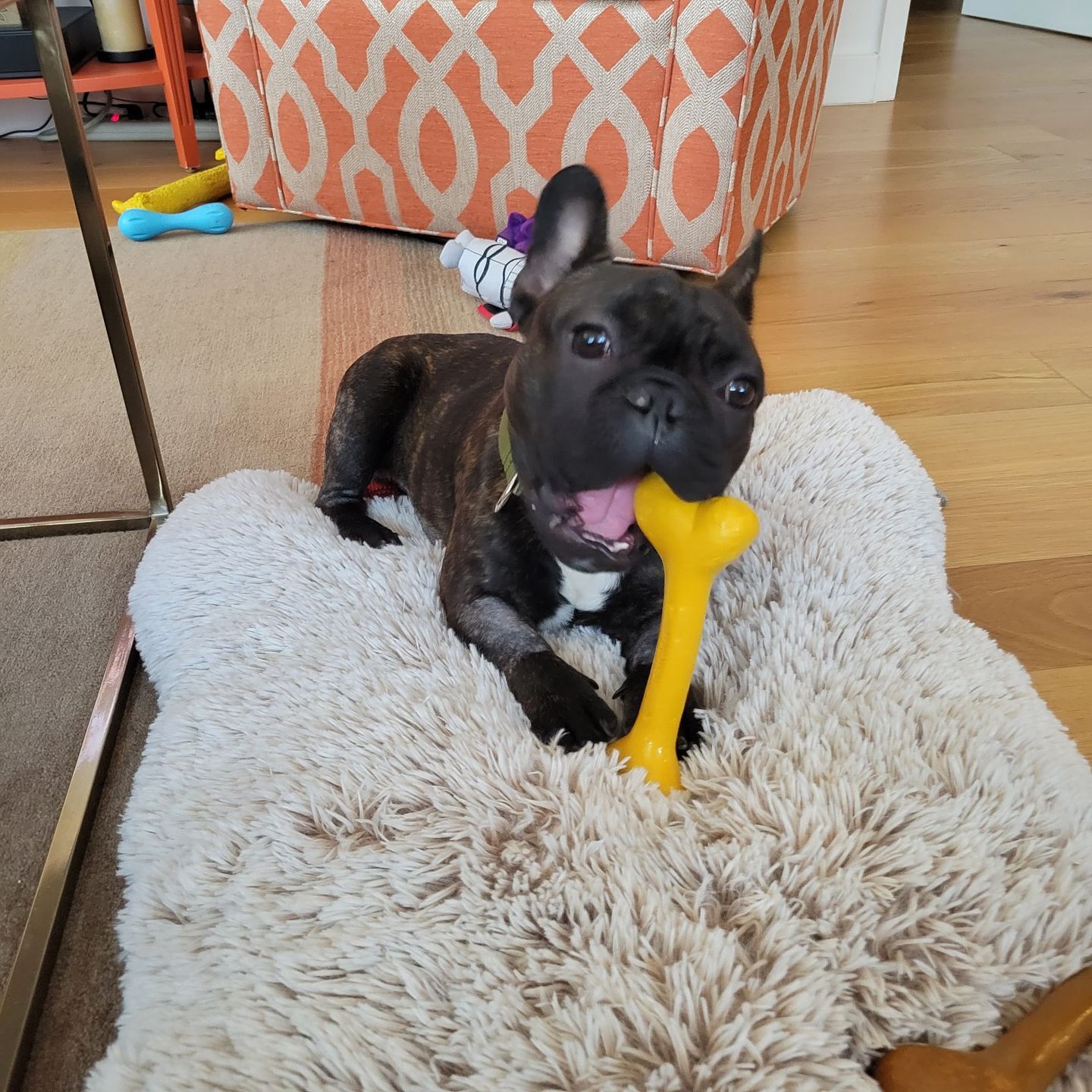 Customer photo review of Give A Dog A Bone!
