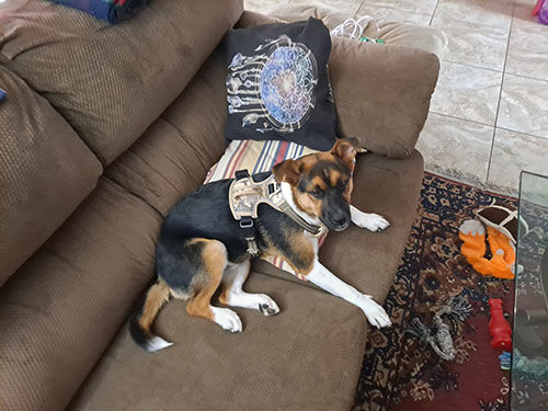 Customer photo review of No Pull Dog Harness with 2 Metal Leash Clips
