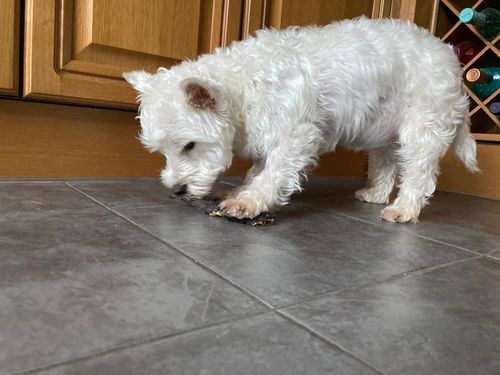 Customer photo review of Rabbit Ears with Hair 500g