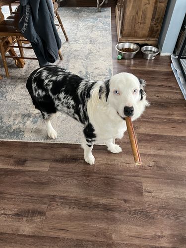Customer photo review of 12 Inch Monster Bully Sticks