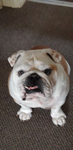Customer photo review of Classic - Custom Pet Portrait