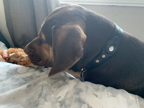 Customer photo review of Keepaws™ Leather AirTag Collar