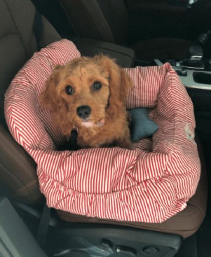 Dealdogz Reviews 1 555 Dealdogz Reviews 1 555, Lucy And Belle Car Seat Cover