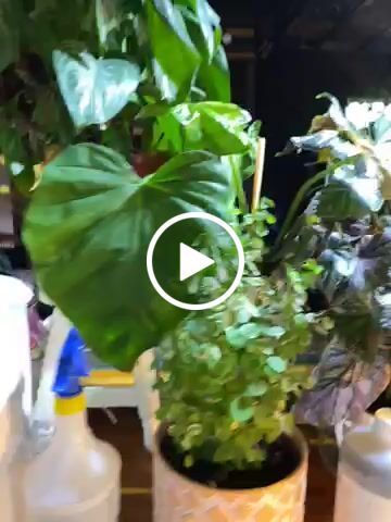 Customer video review of Ancient Earth