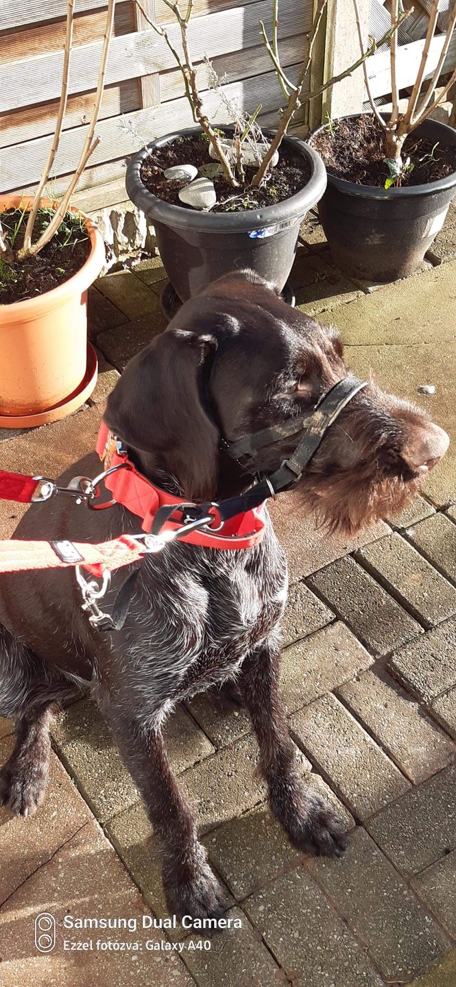 Customer photo review of Double Ended Training Lead | All Breeds - Durable & Soft 2m Lead - Red