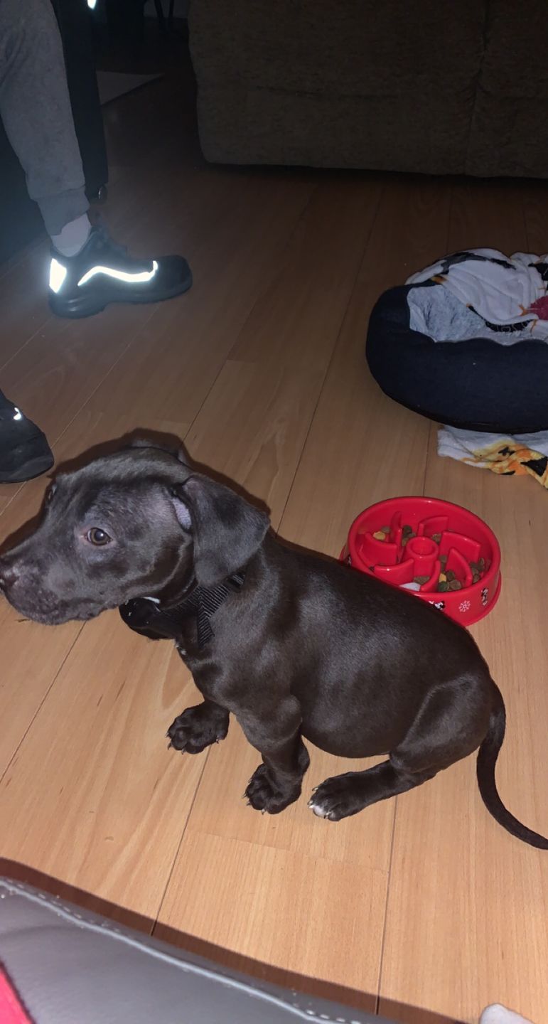 Customer photo review of Anti Bark Training Collar