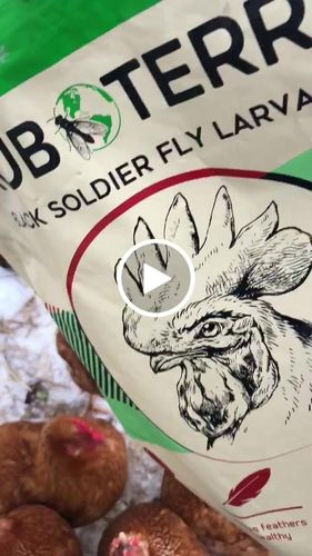 Customer video review of GrubTerra Dried Black Soldier Fly Larvae