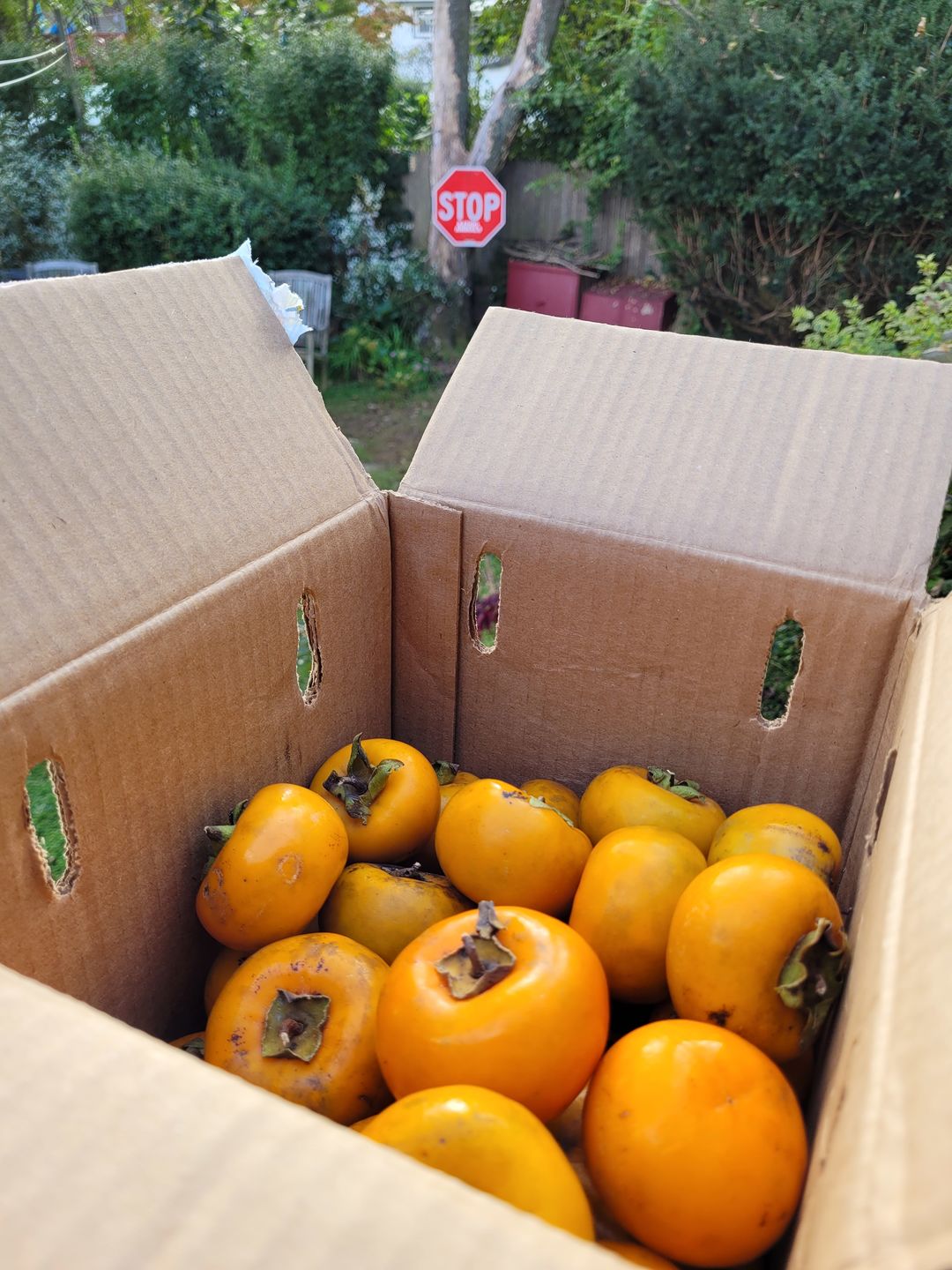Customer photo review of Tropical Persimmon Box