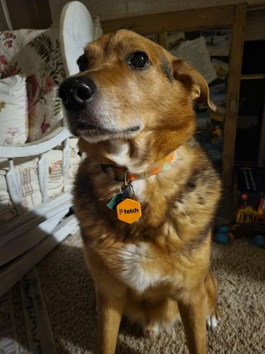 Customer photo review of Fetch Digital Pet ID