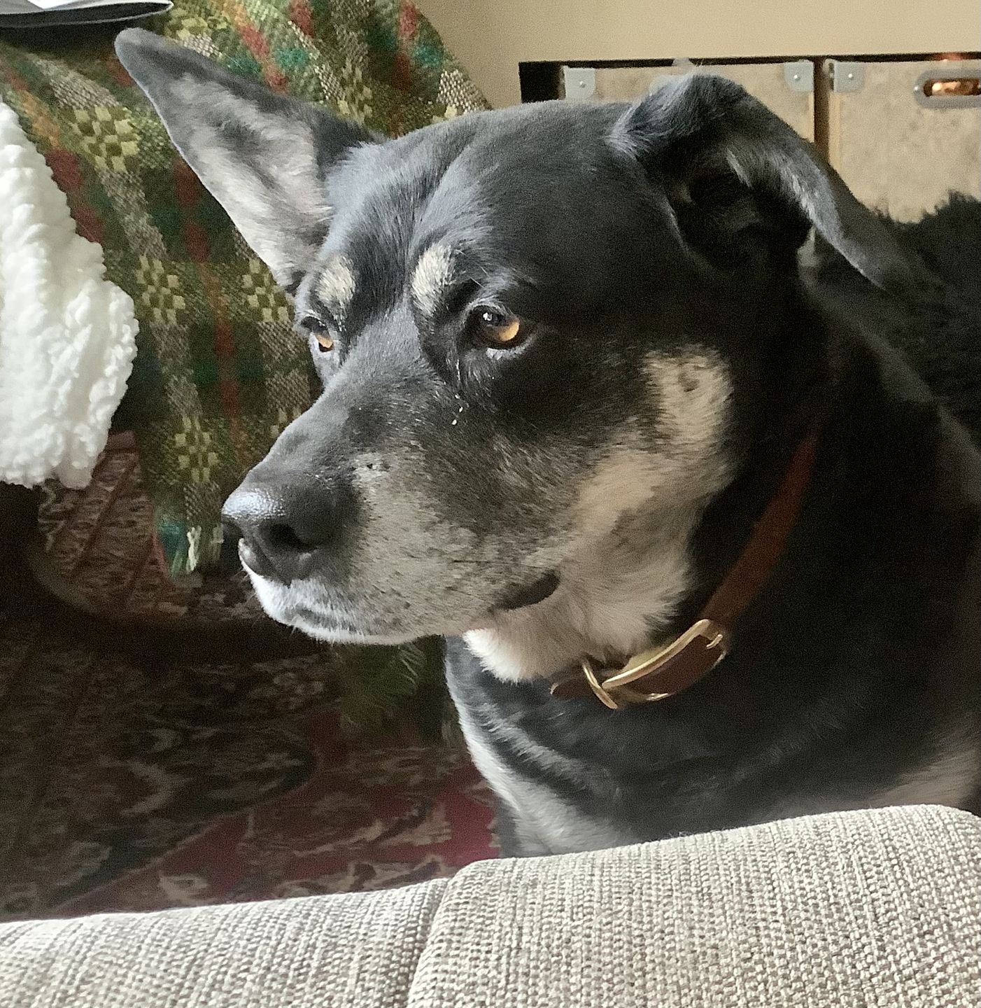 Customer photo review of Rover - Classic Brown Full-Grain Leather Dog Collar