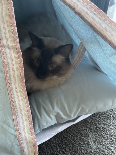 Customer photo review of Teepee Pet Tent with Cushion Pet Bed