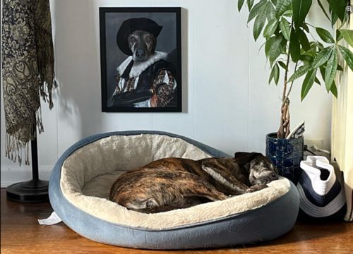 Customer photo review of The Professor - Custom Vintage Pet Portrait