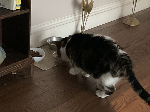 Customer photo review of Tuna & Salmon Recipe Flaked Dinner In Broth Adult Cat Food, 2.8-oz, Case of 12