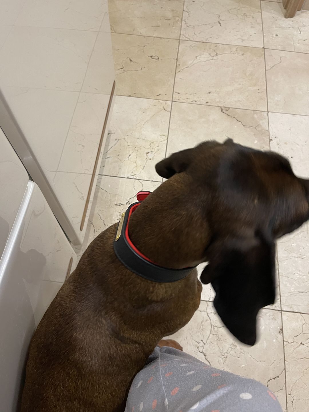 Customer photo review of Collier Luxueux pour Chien Personnalisé