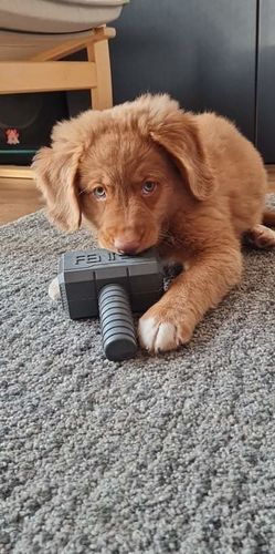 Customer photo review of The Fenrir Hammer