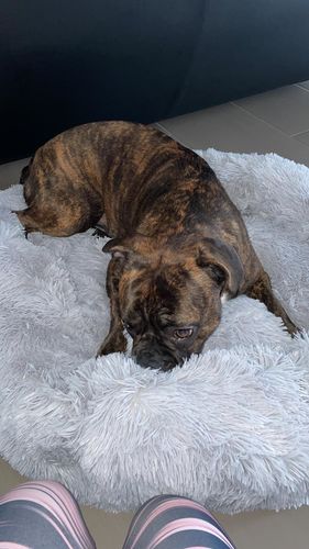 Customer photo review of Puppery Kuschelbett - Das Original