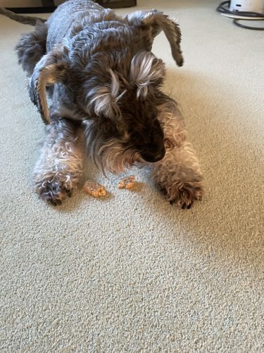 Customer photo review of Pooch's Handmade Dog Treats