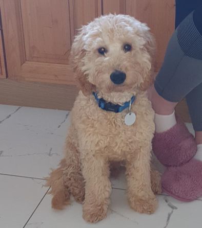 Customer photo review of Anti Bark Training Collar