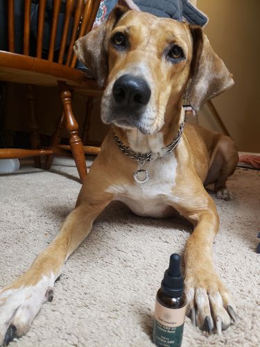 Customer photo review of Pet Tincture 500mg Isolate CBD