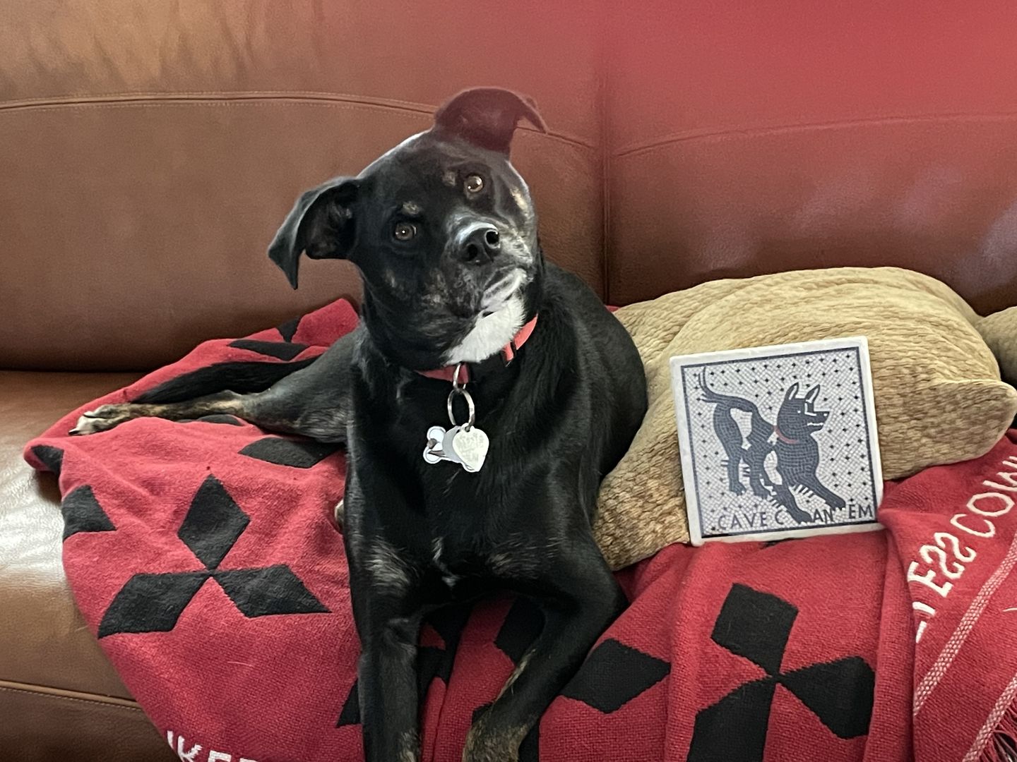 Customer photo review of Cave Canem mosaico di Pompei - mattonella in marmo