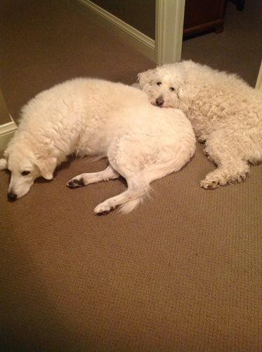 Customer photo review of Daily Vitamins for Dogs - 60 Soft Chews