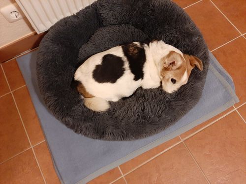 Customer photo review of Puppery Kuschelbett - Das Original