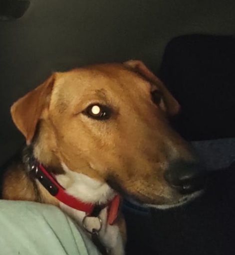 Customer photo review of Collar Duke Rojo/Negro
