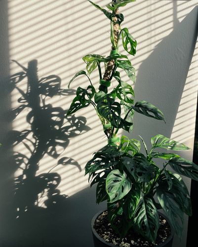 Customer photo of The Original Bendable Coir Pole™ - Best Seller (Tape Included) from Kim N.