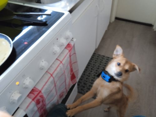Customer photo review of Collier Anti Aboiement PuppySafe