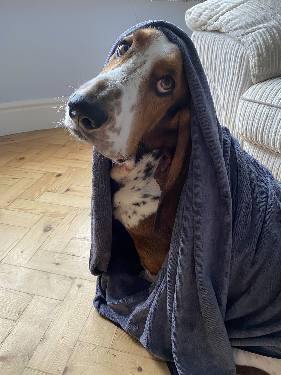 Customer photo review of Luxury Dog Towel