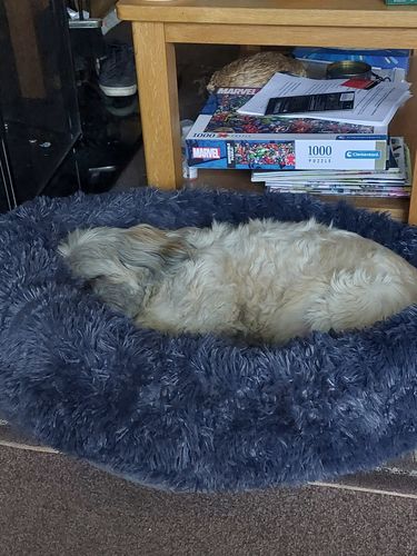 Customer photo review of Calming Bed 4 Piece Bundle