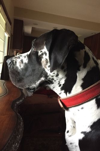 Customer photo review of Large Dog Treats