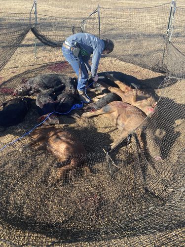 Customer photo review of Pig Brig Trap System