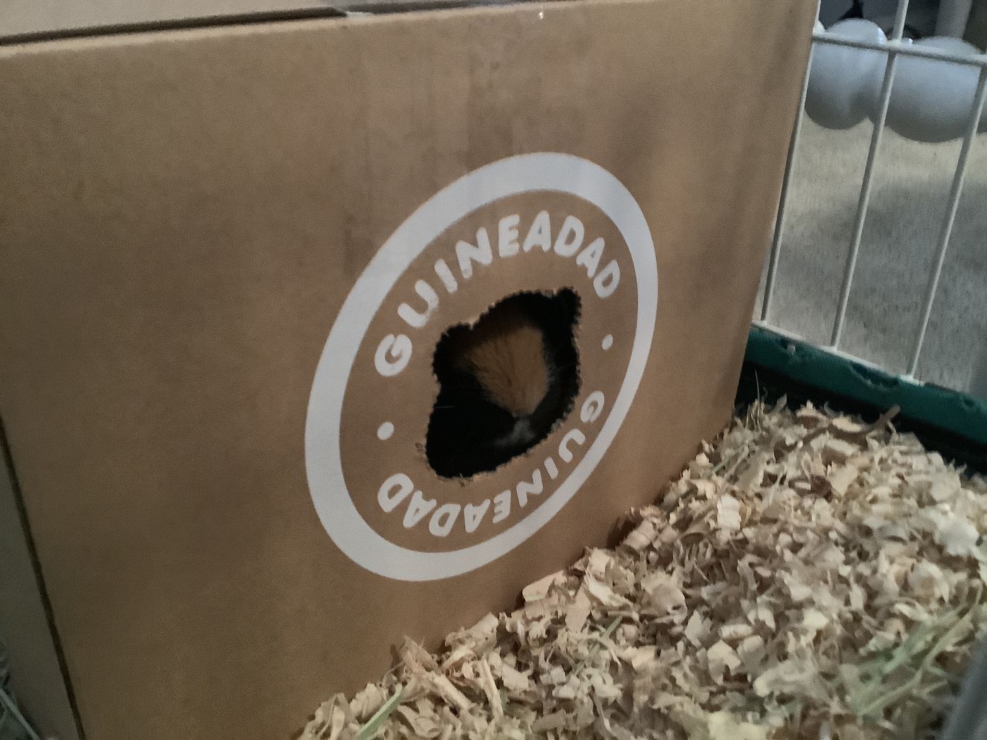 Customer photo review of GuineaDad Crunchy Condo - Pack of 3