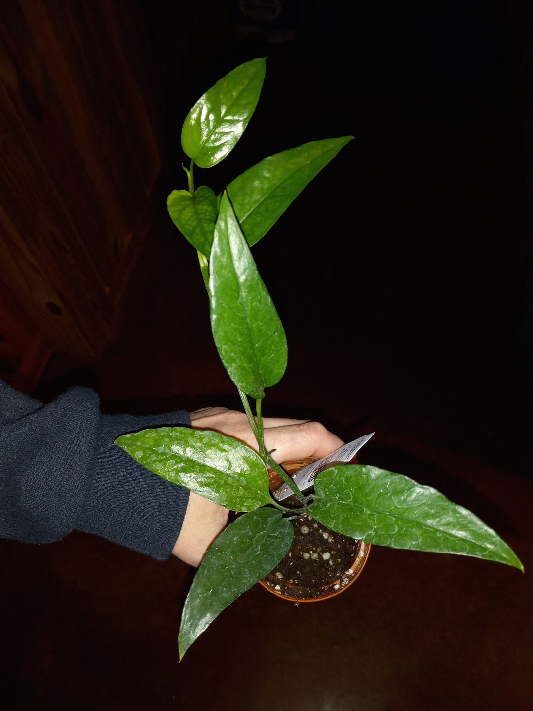 Customer photo review of 3" Pothos Epipremnum pinnatum 'Skeleton Key'