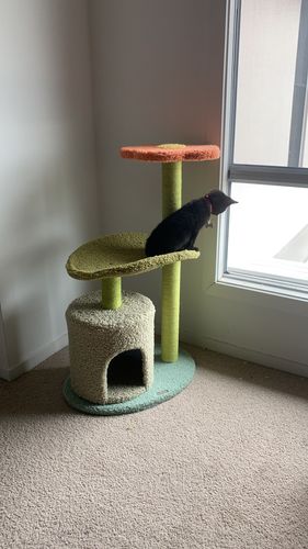 Customer photo review of Two Climbing Level Sisal Cat Scratching Tree